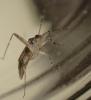 Phytocoris sp.